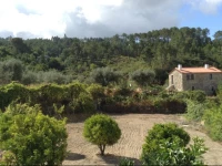 Orange Olives - Casa Verde