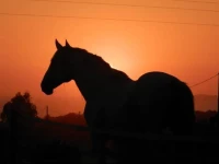 Herdade Do Pessegueiro