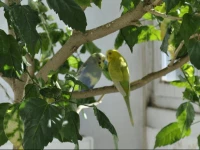 Brasov Comfort Apartment