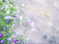 Weycroft Mill House Bed and Breakfast