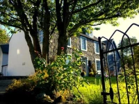 Lime Tree An Ealdhain