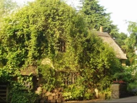 Wizards Thatch Luxury Suites