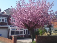 Cherry Blossom Guest House
