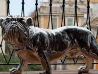 Apartment Cool Bulldog