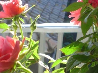 Andalusian Courtyard