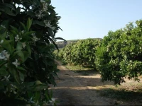 Orange Beach Cottage