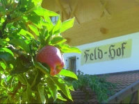Feld-hof