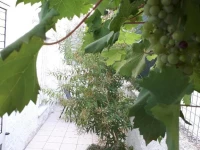 Rental House in Cisternino