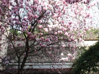 Affittacamere Casa Corsi