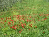 Agriturismo Patrizia Falciani