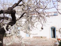 Masseria Torre Vigna