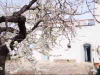 Masseria Torre Vigna