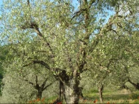 Agriturismo Le Capanne