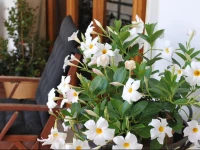 B&B DIMORA DEI CARLI