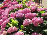 Montecorneo Country House