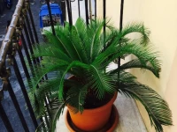 La casa sul mercato antico