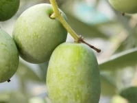 Peschici Appartamento Vacanze