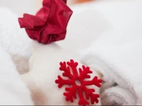 Circo Massimo Guest House