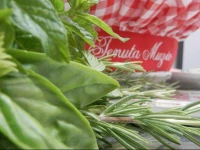 Agriturismo Tenuta Muzio