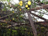 Marina Grande Residence