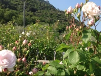 Il Tempo Delle Farfalle