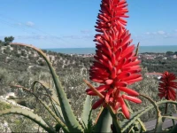 B&B Villa MakkalГЁ