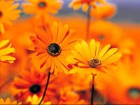 Apartment Orange Houses