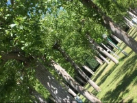 Camping & Residence Il Pioppeto