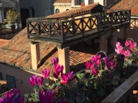 Buddhist Lion Apartment