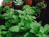 Chengdu Three Bugs Youth Hostel