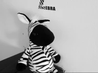 Mr. Zebra Hostel