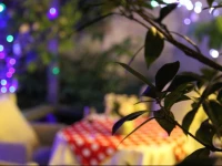 Whisper of Phonenix Tree Youth Hostel