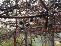 Shaolin Chanlin Hotel