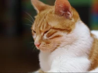 How Flowers Youth Hostel