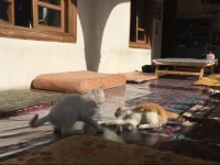 Kashgar Old Town Youth Hostel