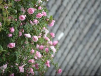 Lijiang Zen Garden Hotel - Lion Hill Yard