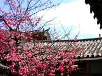 Lao Shay Youth Hostel Lijiang