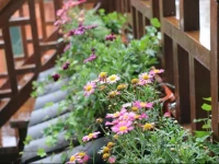 Qininn Lijiang Chunxiaqiudong Store