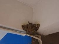 Xichong Pineapple Inn (Former: Pineapple Hostel)