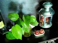 Parasol Tree Youth Hostel