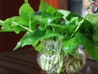 West Hongqiao Boutique Villa