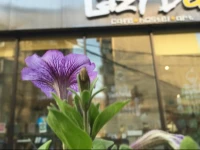 LazyBee International Youth Hostel Shenyang