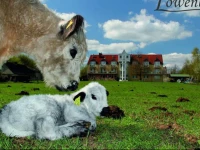 Landhotel LГ¶wenbruch