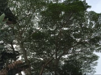 Wild Ginger Inn Hotel & Hostel 2*