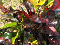 Comfort Lodge & Suites Historic