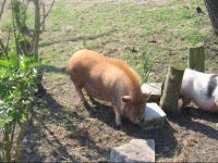 Vakantiehuis Nieuw Bornrif