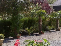 Les ClГ©matites du Mont Saint Michel