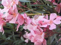 RГ©sidence Marie-Diane