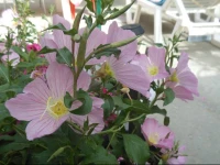 Pansion Giorgos & Rania