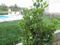 Nostalgia Luxury Apartments